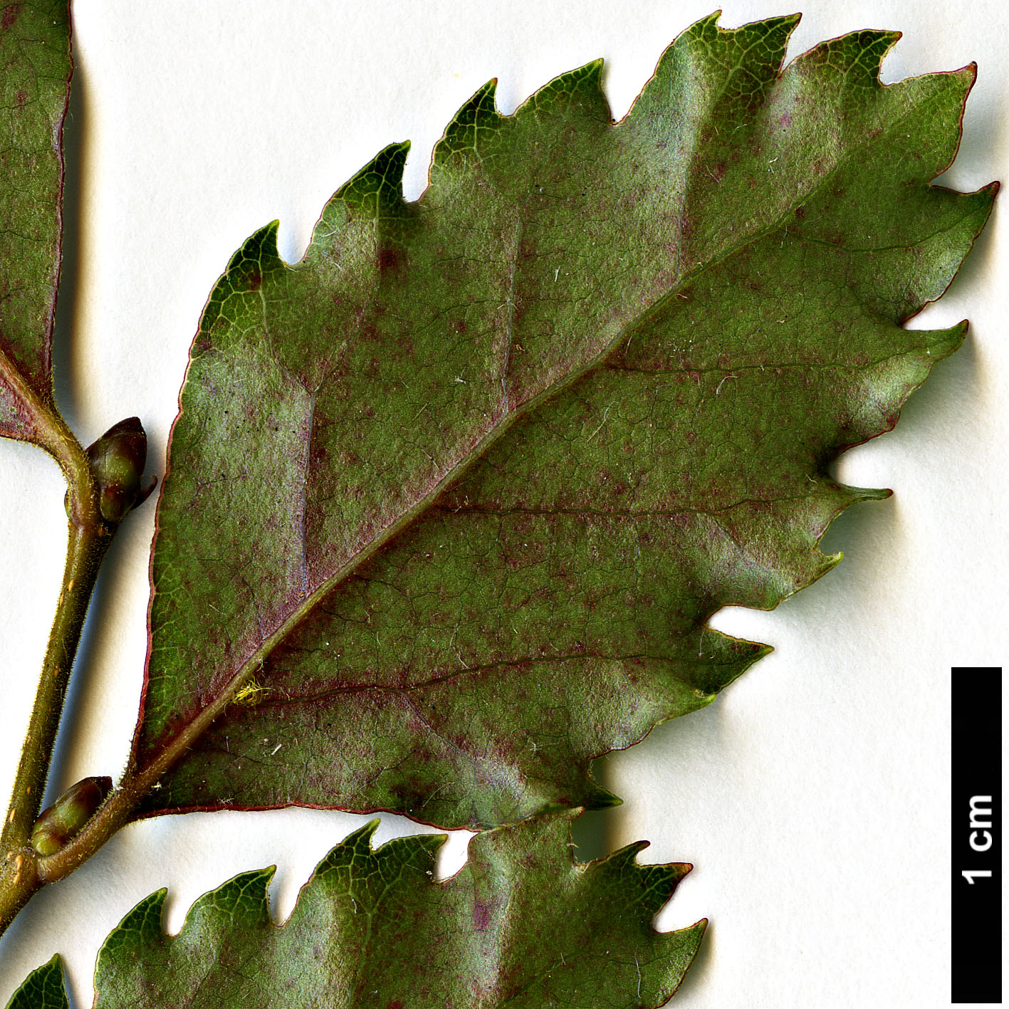 High resolution image: Family: Nothofagaceae - Genus: Nothofagus - Taxon: fusca